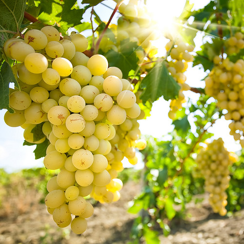 organic grapes