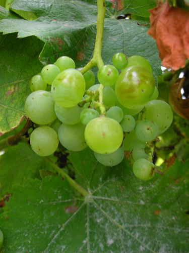 organic grapes