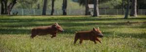 organic farm happy piglets in the grass